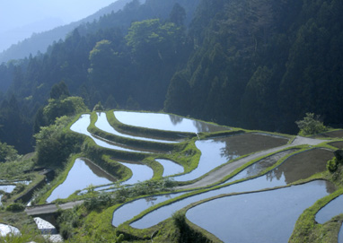 樫原の棚田