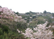 傍示の桜