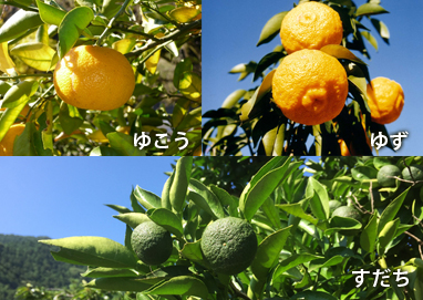 上勝の香酸柑橘