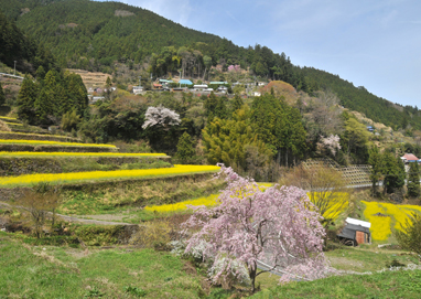 府殿の棚田