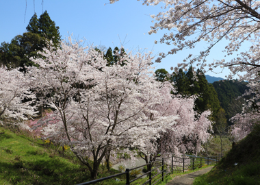 正木地区南岡の桜